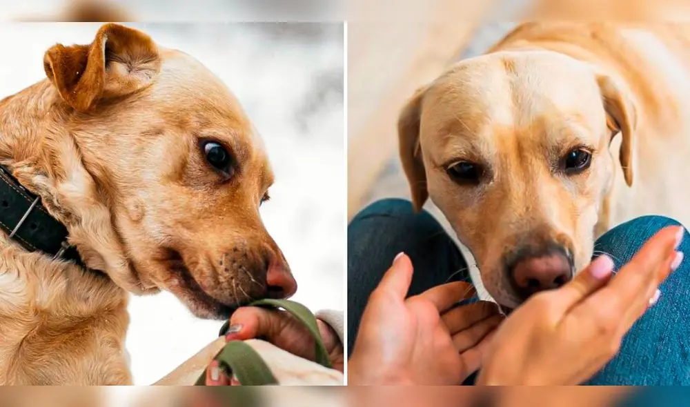 Los perros emplean principalmente el sentido del olfato para conocer el mundo. Foto: composición LR/65ymás/Guía Saludable