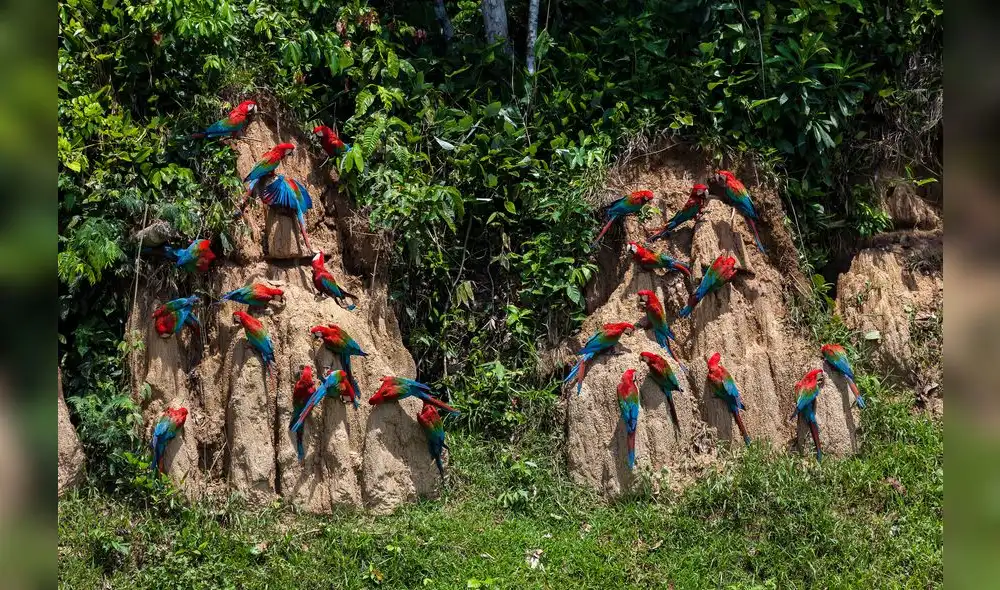 El futuro de todas estas áreas y su  protección podría reducirse alarmantemente de avanzar una propuesta de proyecto de ley promovida por el Minem, según Olivera. Foto: DAR