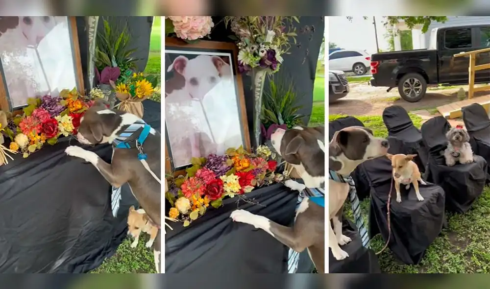 La mascota no paraba de llorar en un momento que conmovió a propios y extraños. Foto: composición LR / capturas de TikTok / @Picklepieo