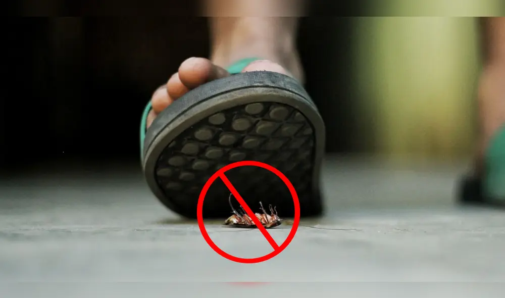 Conoce cuál es la mejor forma de eliminar cucarachas que aparecen en casa. Foto: composición LR/Aire Digital Conoce cuál es la mejor forma de eliminar cucarachas que aparecen en casa. Foto: composición LR/Aire Digital