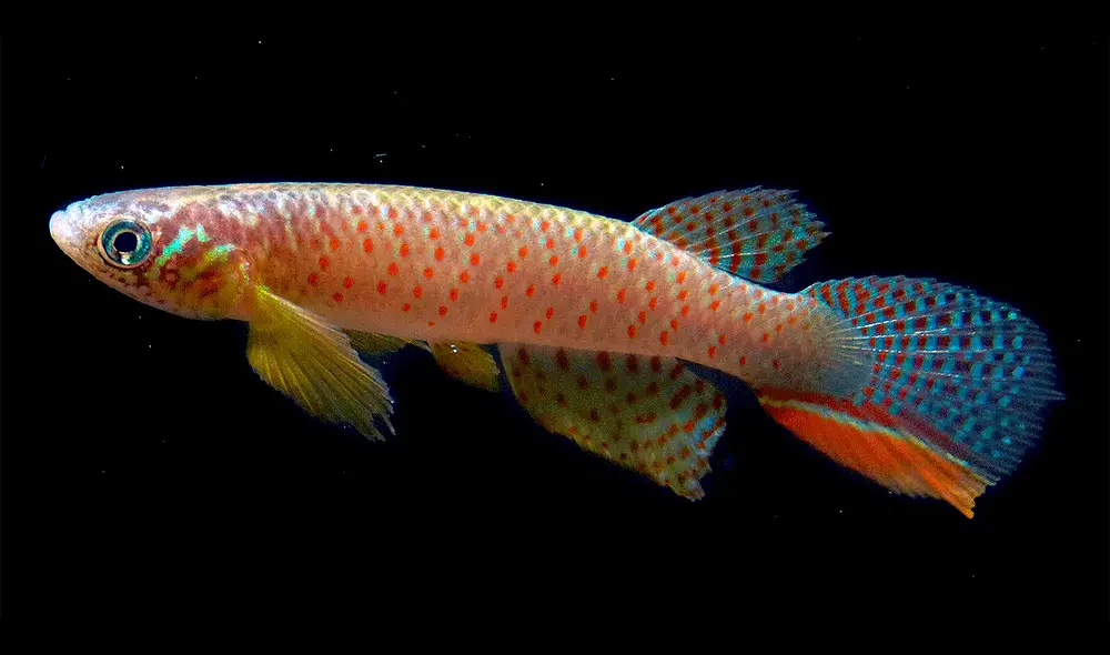 Los Moema juanderibaensis miden 41.9 m. m.. Foto: Heinz Arno Drawert