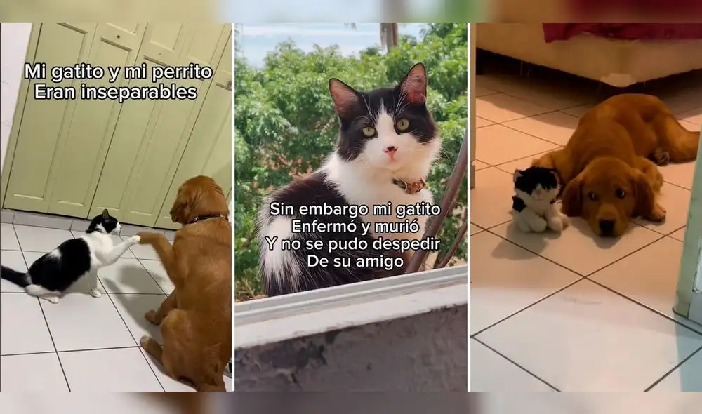 El perro nunca pudo despedirse de su mejor amigo, pero volvió a tenerlo junto a él gracias a sus familiares. Foto: composición LR / capturas de TikTok / @Judilynhh El perro nunca pudo despedirse de su mejor amigo, pero volvió a tenerlo junto a él gracias a sus familiares. Foto: composición LR / capturas de TikTok / @Judilynhh
