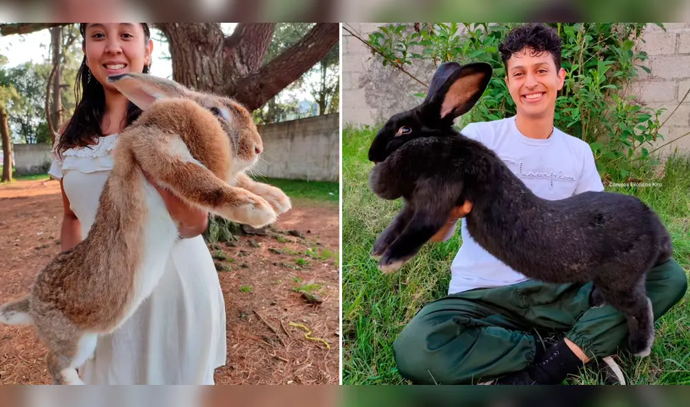 El gigante de Flandes es el tipo de conejo más grande que se conoce en el mundo. Foto: composición LR/Ig: @yakinkiroEl gigante de Flandes es el tipo de conejo más grande que se conoce en el mundo. Foto: composición LR/Ig: @yakinkiro