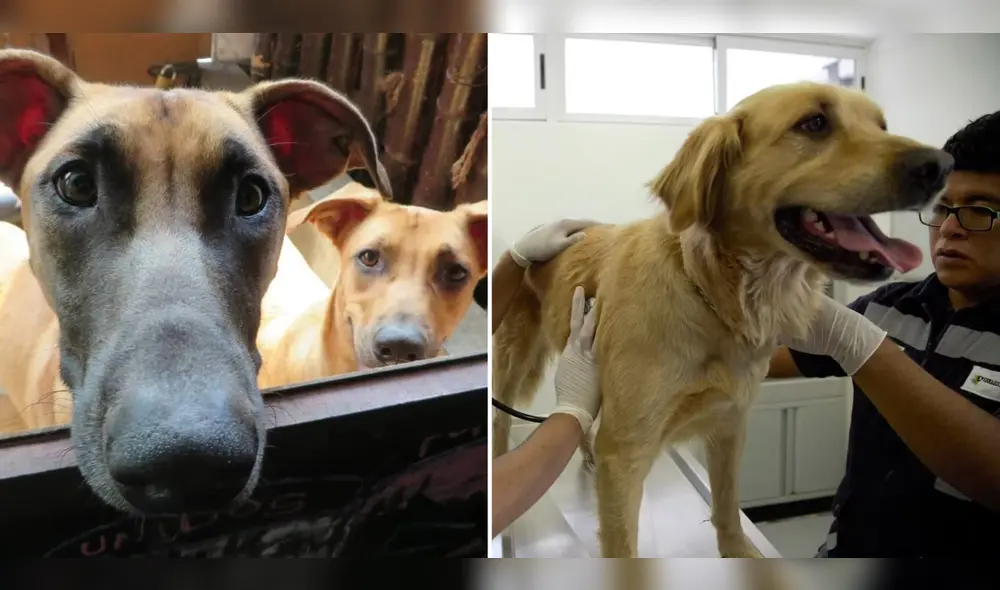 Conoce cinco famosas veterinarias solidarias donde atender a tu mascota a costos sociales. Foto: composición LR/EFE Conoce cinco famosas veterinarias solidarias donde atender a tu mascota a costos sociales. Foto: composición LR/EFE