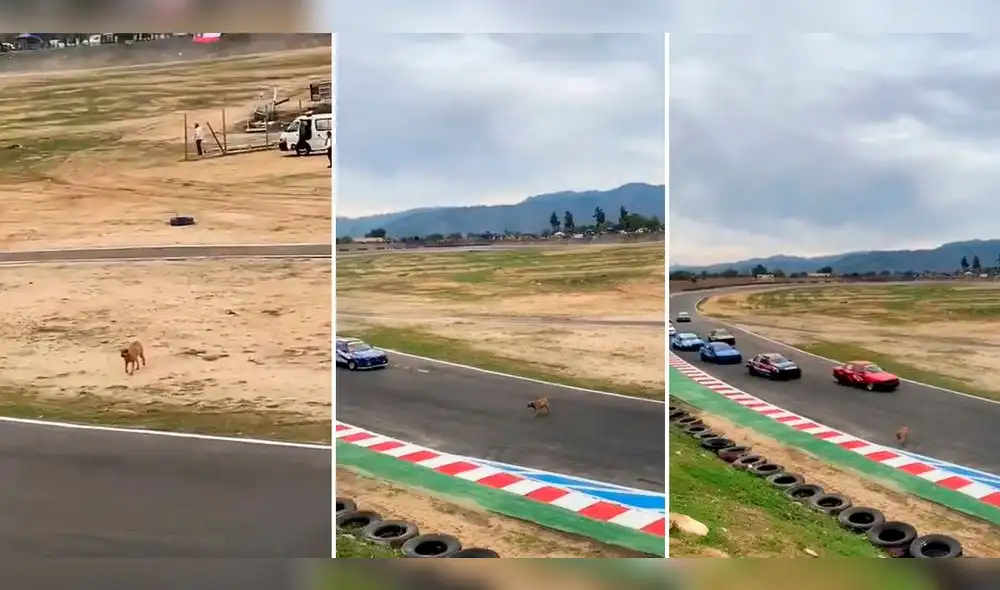 Los cibernautas señalaban que era el perrito más valiente que han visto. Foto: composición LR/capturas de TikTok/@Wneslocos Los cibernautas señalaban que era el perrito más valiente que han visto. Foto: composición LR/capturas de TikTok/@Wneslocos