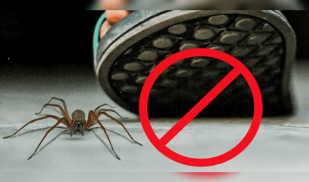 Los aracnidos cumplen un rol crucial en nuestros hogares, por lo que no deberías matarlos. Foto: composición LR/composición de Jazmin Ceras/La República/La Nación/20 Minutos