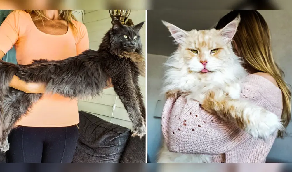 Los Maine Coon pueden medir 120 centímetros de longitud. Foto: composición LR/Instagram: lotus_the_mainecoon