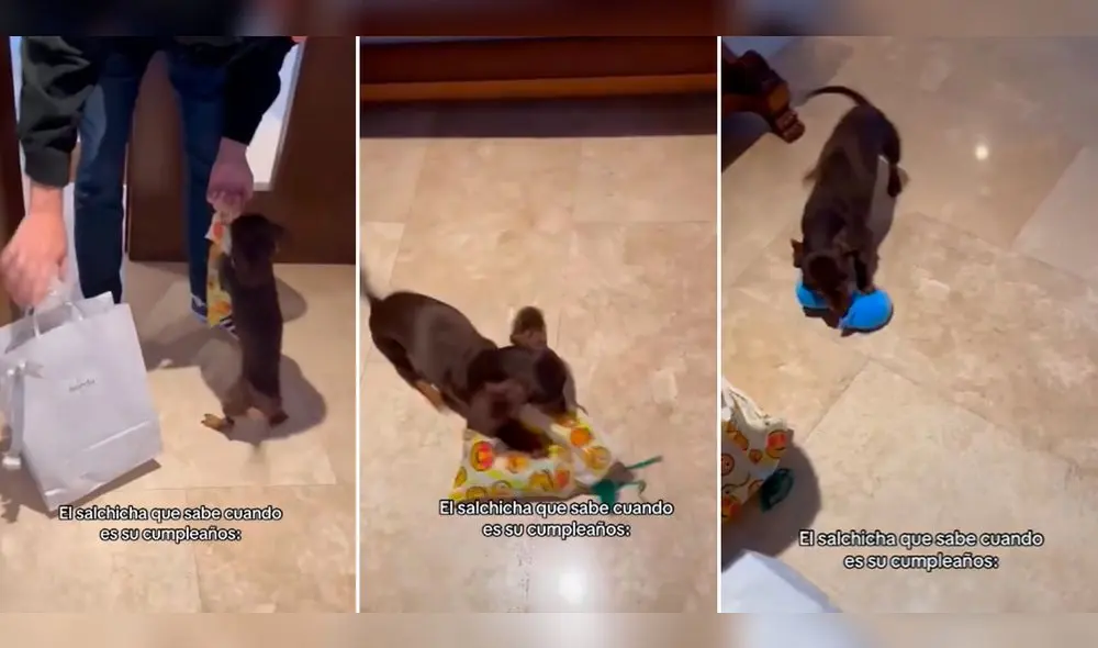 El perrito sacó su regalo de la bolsa amarilla y se emocionó al ver su juguete nuevo. Foto: composición LR/TikTok/ @usuario777778787