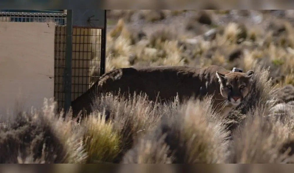 El animal estuvo en el Bosque Municipal de Tacna. Foto: Andina