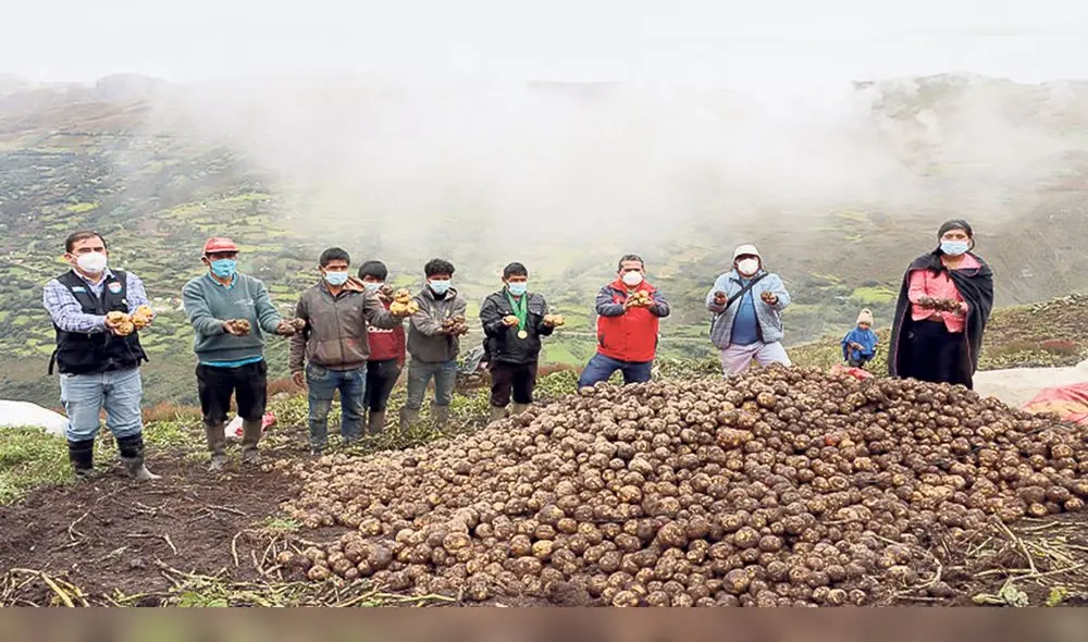 Producto peruano. Nuevas variedades son más baratas y pueden usarse también para elaboración de hojuelas para chips. Foto: difusión Producto peruano. Nuevas variedades son más baratas y pueden usarse también para elaboración de hojuelas para chips. Foto: difusión