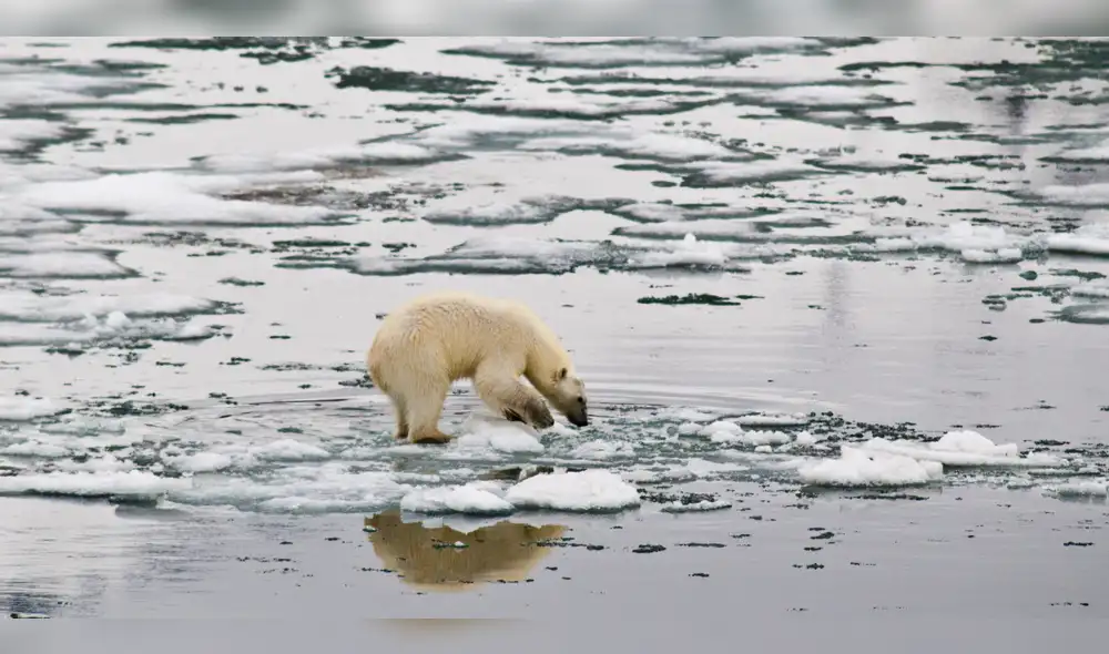 El hielo marino del Ártico se derretirá una década antes de lo previsto, aseguran científicos climáticos. Foto: Peter Prokosch