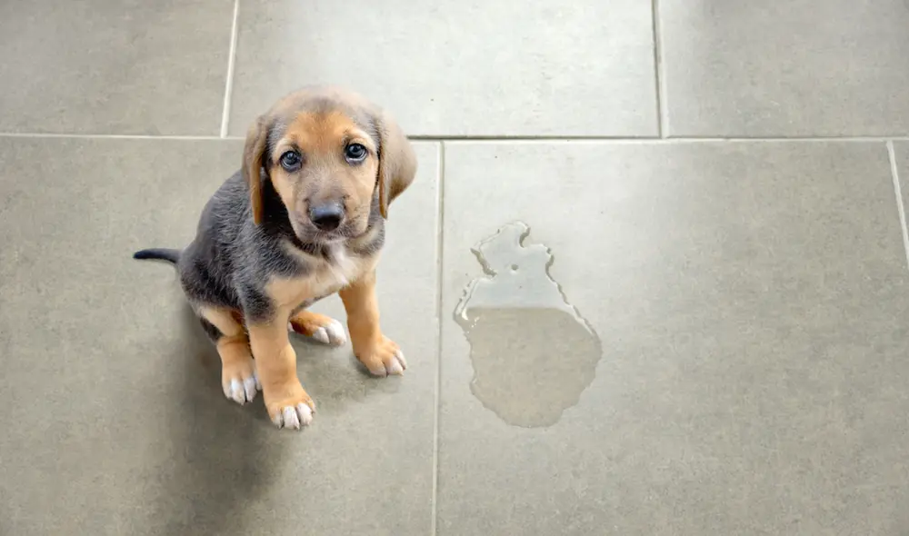 Los perros pueden orinarse cerca de ti por varias razones. Foto: Hospital Veterinai Glories