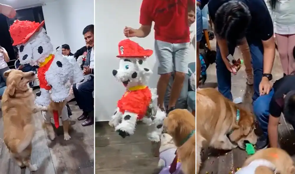 La perrita fue quien jaló la piñata primero. Foto: composición LR/TikTok/@arya_titan