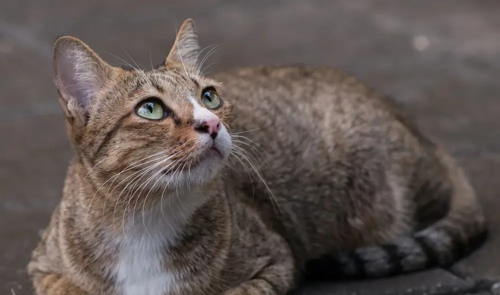 Los gatos tienen muchas posibilidades de volver a casa cuando están perdidos. Foto: Bekia Mascotas
