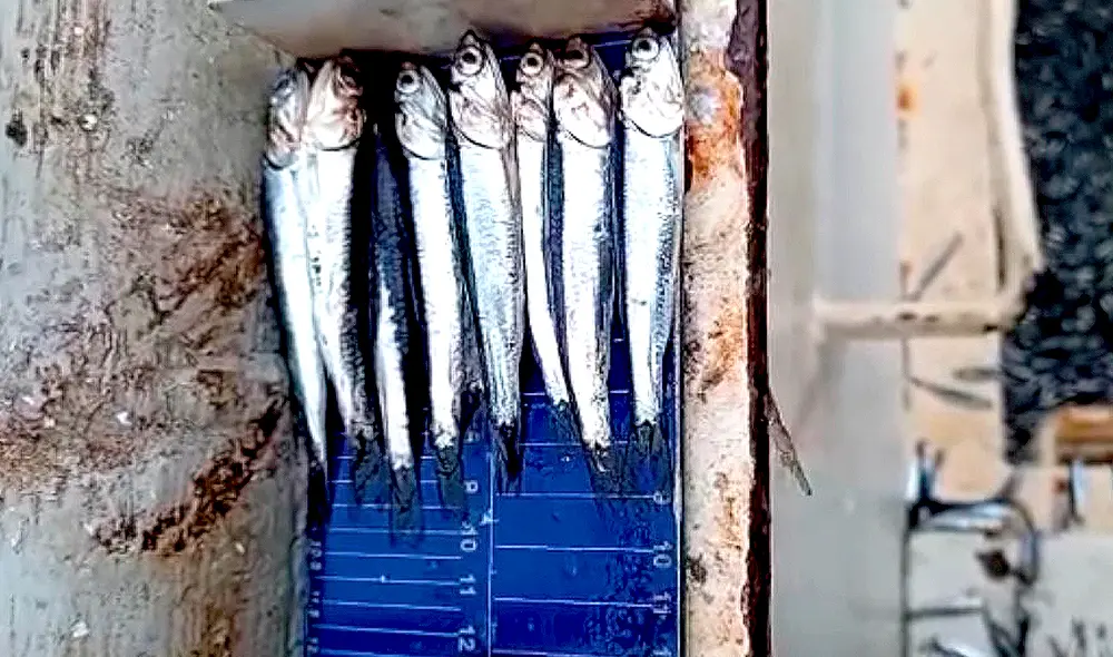 Fotos y videos difundidos en redes sociales advierten de alta incidencia de anchoveta juvenil, que no alcanzan los 12 cm. Pese a ello, aún son capturados. Foto: difusión/Facebook Fotos y videos difundidos en redes sociales advierten de alta incidencia de anchoveta juvenil, que no alcanzan los 12 cm. Pese a ello, aún son capturados. Foto: difusión/Facebook