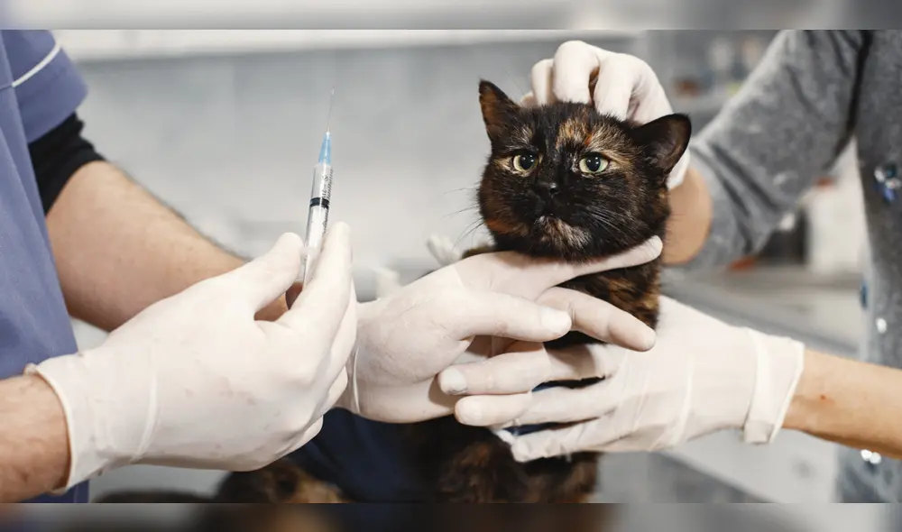 La inyección anticonceptiva para gatas dura 2 años y podría ser de uso masivo, aseguran sus creadores. Foto: Pexels