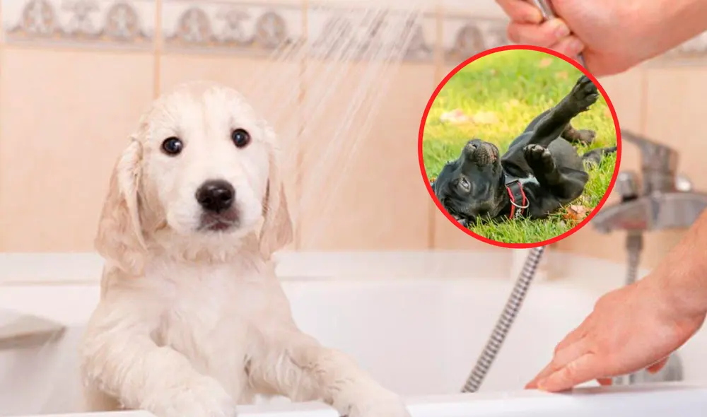 Los perros suelen tener este comportamiento tras recibir un baño. Foto: composición LR/Depositphotos/difusión