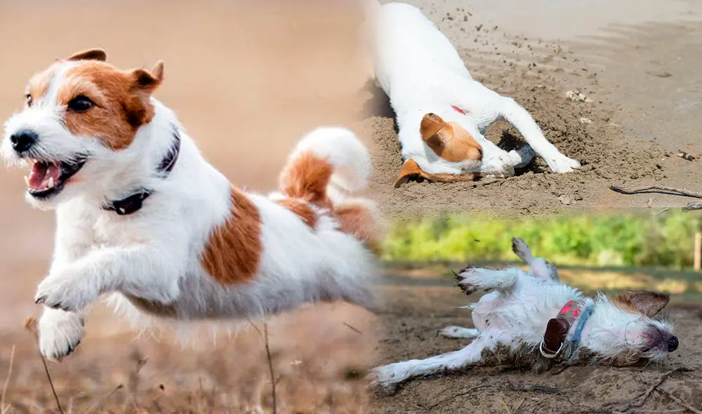 Esta es la lista de razones por las que los canes se recuestan sobre superficies con mal olor. Foto: composición/Experto Animal/Hogarmanía