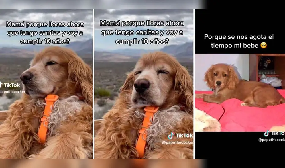 Dueña de perrito sufre por la vejez de su mascotita. Foto: composición LR/ TikTok/ @paputhecocker Dueña de perrito sufre por la vejez de su mascotita. Foto: composición LR/ TikTok/ @paputhecocker