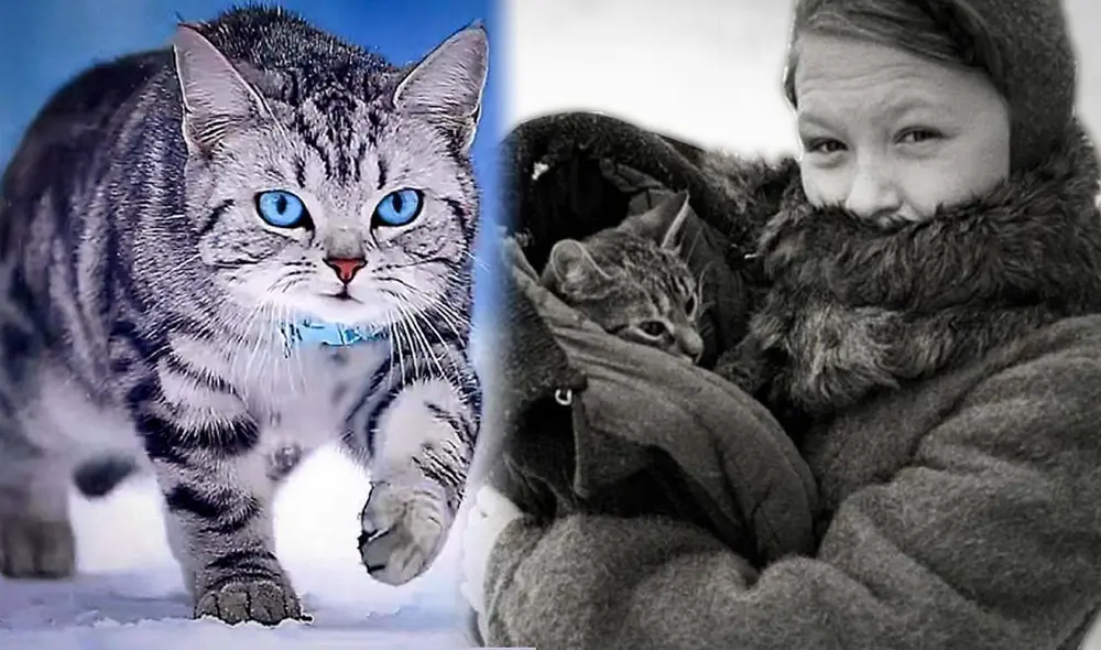 Vaska alimentaba sus dueñas con ratas o ratones durante la Segunda Guerra Mundial. Foto: composición LR/Bit clout/San Petersburgo Museum Vaska alimentaba sus dueñas con ratas o ratones durante la Segunda Guerra Mundial. Foto: composición LR/Bit clout/San Petersburgo Museum