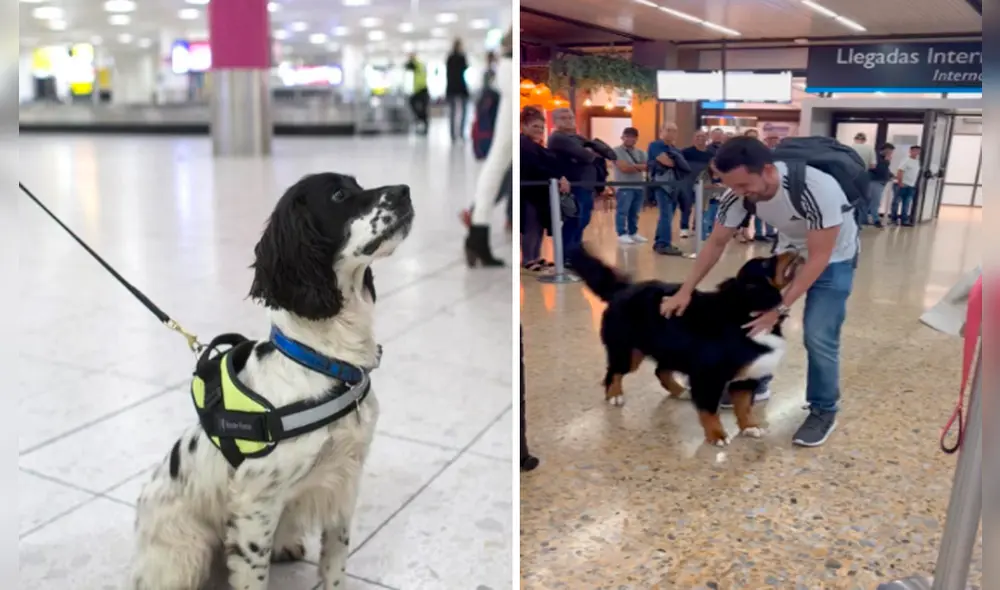 Las mascotas podrán ingresar al terminal para recibir a sus dueños. Foto: composición LR/LAP Las mascotas podrán ingresar al terminal para recibir a sus dueños. Foto: composición LR/LAP