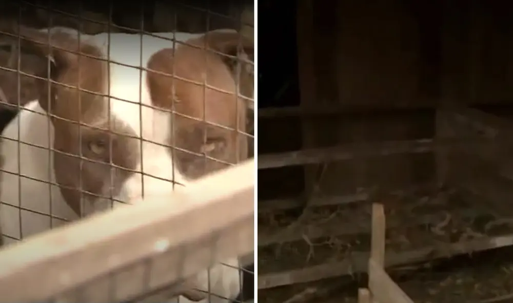 Todavía no se ha identificado si los perros tienen dueños o no. Foto: composición La República/capturas Canal N - Video: Canal N Todavía no se ha identificado si los perros tienen dueños o no. Foto: composición La República/capturas Canal N - Video: Canal N