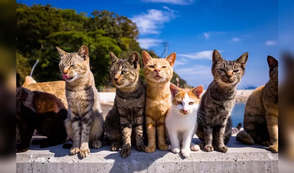 Los gatos están en toda la isla, muchas veces esperan en el puerto a la llegada de los turistas. Foto: difusión