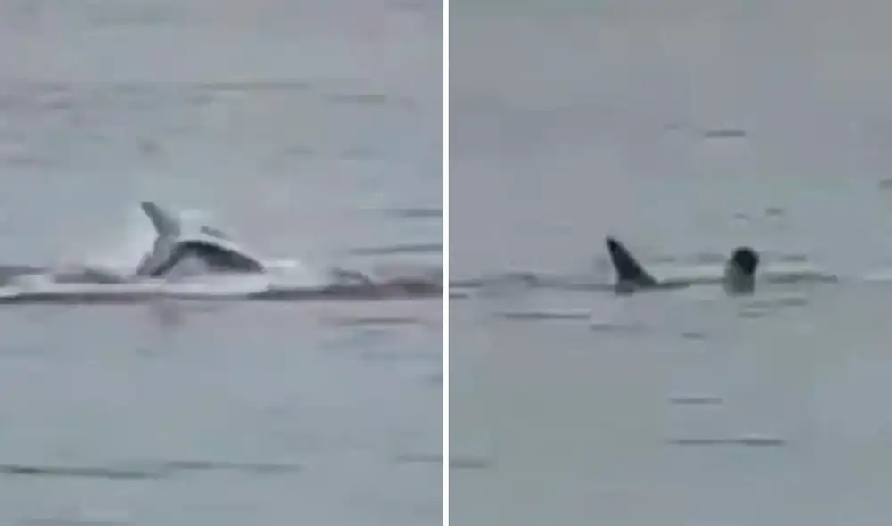 Es el primer fallecimiento en lo que va de 2023 por las mordeduras de un tiburón. Foto: @NNsonukanojia/Twitter/captura Es el primer fallecimiento en lo que va de 2023 por las mordeduras de un tiburón. Foto: @NNsonukanojia/Twitter/captura