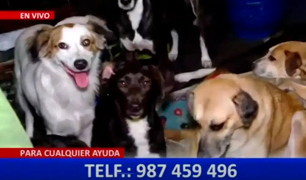 La mujer comentó que recogió a los animales de la calle y ahora pide a la ciudadanía que se acerque para adoptarlos. Foto: captura/Panamericana - Video: Panamericana La mujer comentó que recogió a los animales de la calle y ahora pide a la ciudadanía que se acerque para adoptarlos. Foto: captura/Panamericana - Video: Panamericana