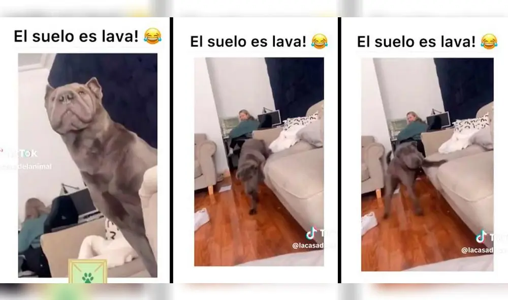 Video de perro se volvió viral en TikTok. Foto: composición LR/ TikTok / @lacasadelanimal