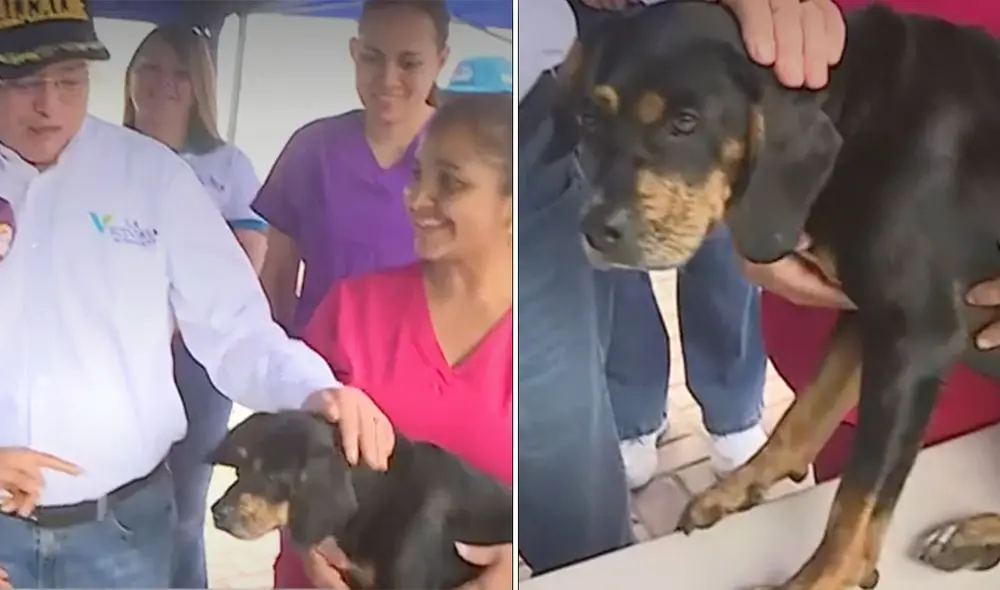 Lulú fue rescatada junto a otros 26 perritos. Foto: composición LR/captura Latina