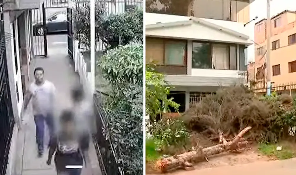 De acuerdo con los residentes, 3 árboles se cayeron durante el 2020 en la misma zona. Foto: composición LR/captura de Latina - Video: Latina