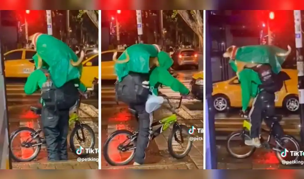 El can sabía cómo subir a la espalda de su amo y sujetarse para no caer de la bicicleta. Foto: composición LR/TikTok/@petking618 El can sabía cómo subir a la espalda de su amo y sujetarse para no caer de la bicicleta. Foto: composición LR/TikTok/@petking618