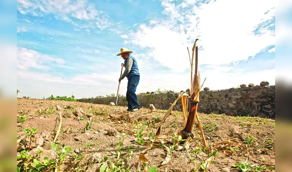 En crisis. Sector agrícola dejó de sembrar debido a falta de lluvias en el periodo 2022-2023. Ello esta poniendo en problemas la seguridad alimentaria de la población. Foto: La República