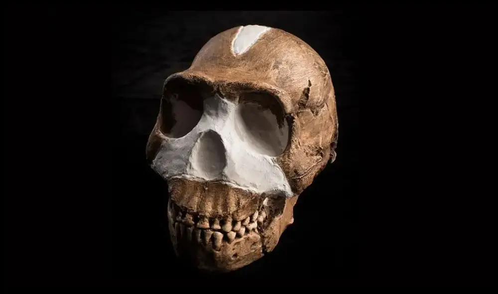 Cráneo del Homo naledi, especie que habría enterrado a sus muertos mucho antes que los Homo sapiens. Foto: Wits University