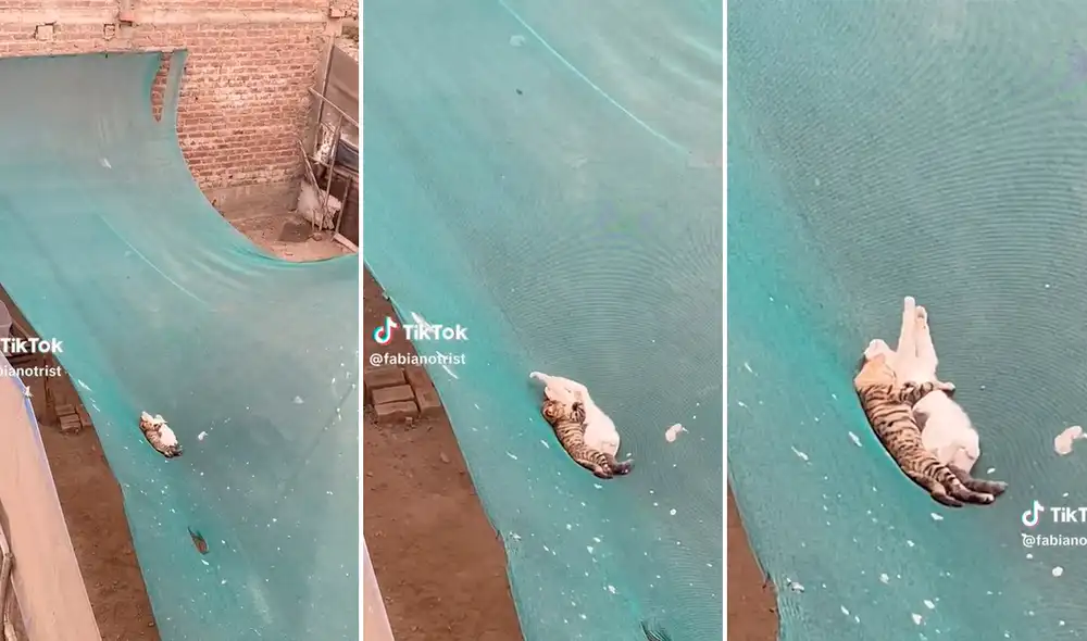 Los cibernautas añoraron tener una vida amorosa similar a la de los felinos. Foto: composición LR / capturas de TikTok / @Fabianotrist