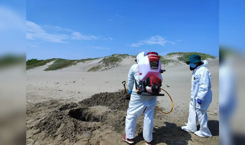 Limpian. Especialistas enterraron las aves muertas. Foto: Serfor
