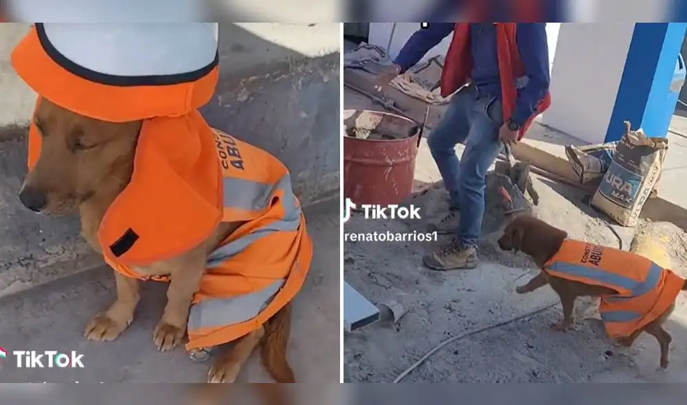 Clip de perrito tiene 441.000 visualizaciones. Video: composición LR/ captura Renato Barrios-TikTok Clip de perrito tiene 441.000 visualizaciones. Video: composición LR/ captura Renato Barrios-TikTok