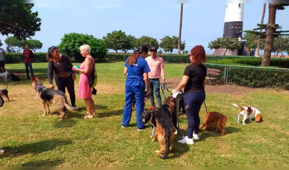 Perros de raza peligrosa deberán pasear por la calle con correa y bozal. Foto: Municipalidad de Miraflores