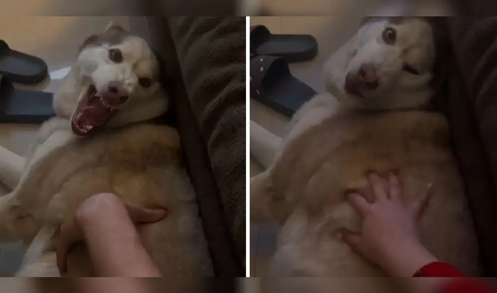 La mascota no toleró que su dueño haya osado tocarlo. Foto: composición LR/captura de TikTok/@AnaKRuizS