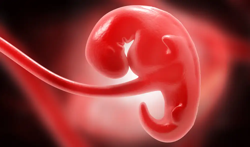 Embrión humano. Foto: referencial / Adobe Stock Embrión humano. Foto: referencial / Adobe Stock