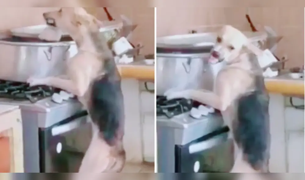 El perrito no se bajó de la cocina aunque su dueño le esté llamando la atención. Foto: composición LR/TikTok/@holasoyduai El perrito no se bajó de la cocina aunque su dueño le esté llamando la atención. Foto: composición LR/TikTok/@holasoyduai