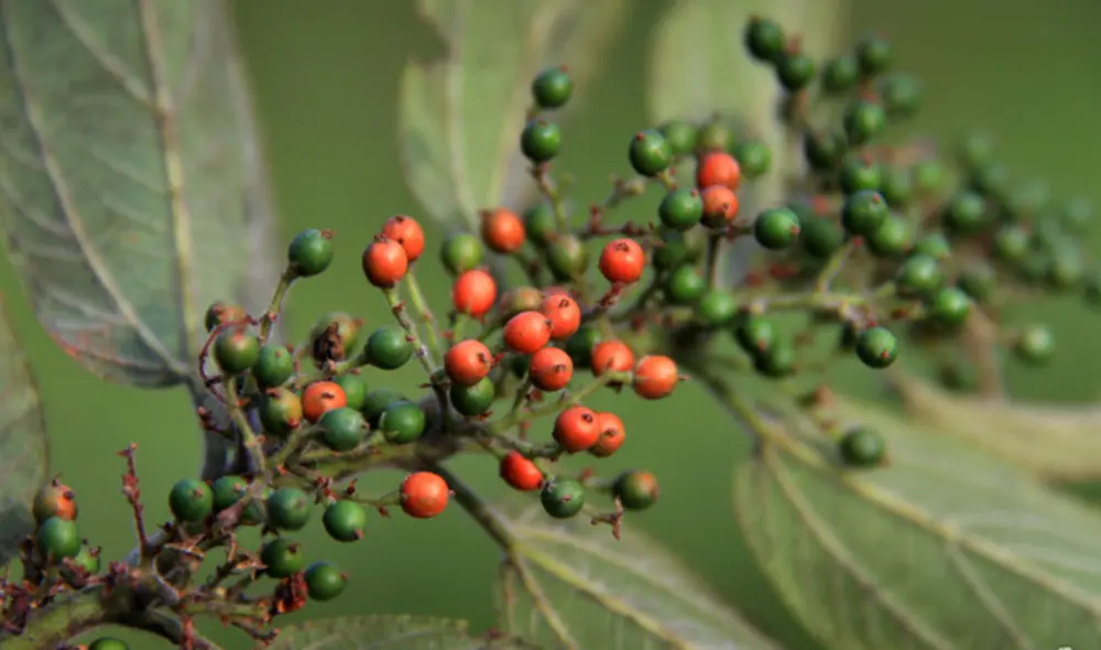 Los científicos aseguran que esta fuente de cannabidiol sería más simple y barata que el Cannabis sativa. Foto: Frutos atrativos do cerrado