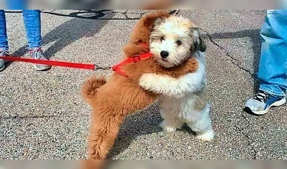 Imágenes de los cachorros fueron vistas por varios ciudadanos en redes. Foto: Lovely Animals Imágenes de los cachorros fueron vistas por varios ciudadanos en redes. Foto: Lovely Animals