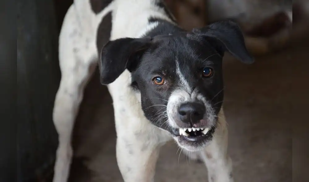 Factores climáticos podrían influir en el comportamiento de los perros. Foto: Pixabay
