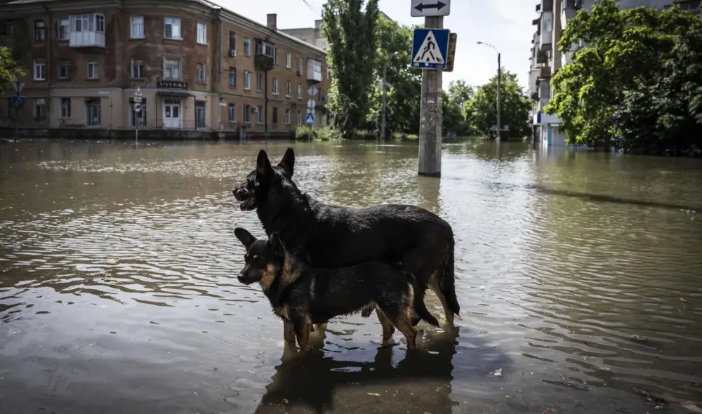 Los científicos han estudiado el impacto que tendría la desaparición del ser humano en la vida de los animales. Foto: Agencia Anadolu Los científicos han estudiado el impacto que tendría la desaparición del ser humano en la vida de los animales. Foto: Agencia Anadolu