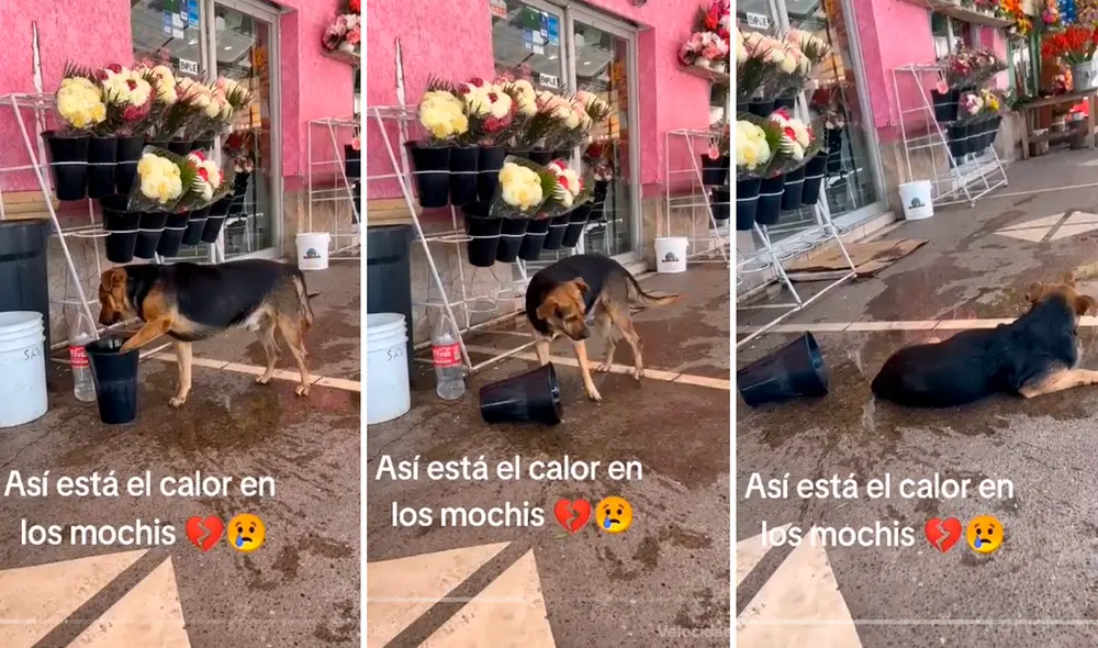 Las imágenes conmovieron los corazones de los usuarios. Foto: composición LR/TikTok/@Martin__hdez