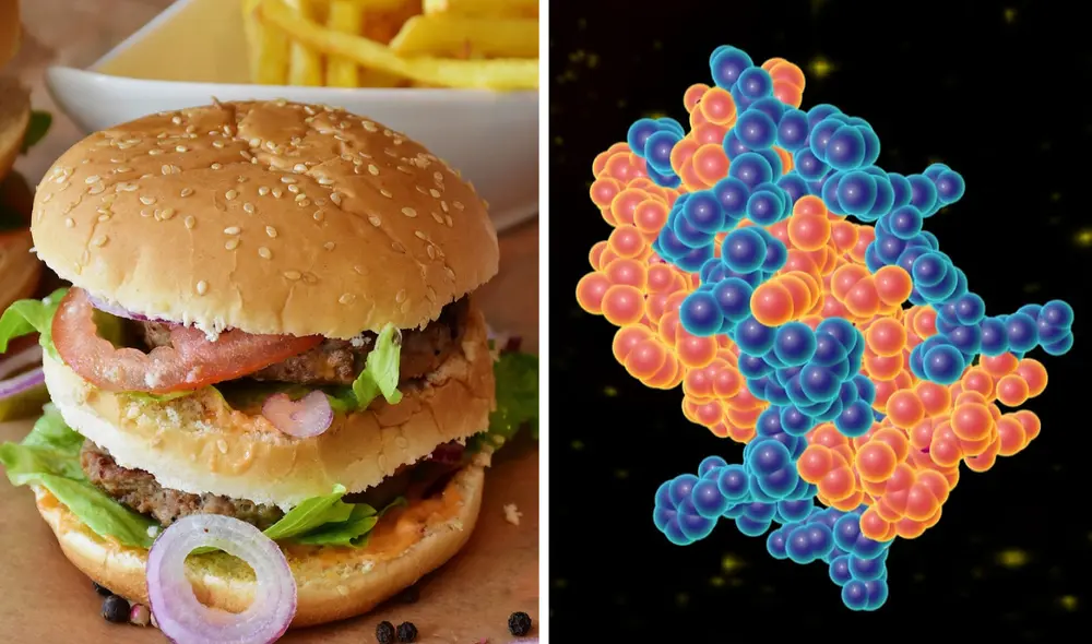 La leptina es la hormona que indica al cerebro cuándo dejar de comer. Foto: composición LR / Pixabay