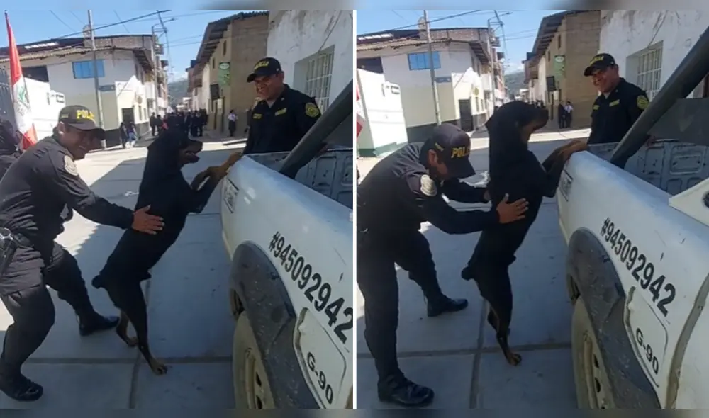 Perrito es inspeccionado por miembros del orden en La Libertad. Foto: composición LR/@maxbacagonzales - Video: @maxbacagonzales Perrito es inspeccionado por miembros del orden en La Libertad. Foto: composición LR/@maxbacagonzales - Video: @maxbacagonzales