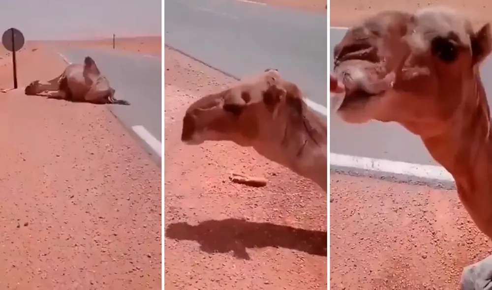 El camello estaba a punto de desmayarse ante la falta de hidratación. Foto: composición LR/@Susantananda/TikTok El camello estaba a punto de desmayarse ante la falta de hidratación. Foto: composición LR/@Susantananda/TikTok